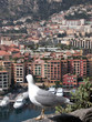 Seagull above harbour at Monte Carlo