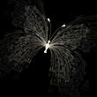 butterfly on black background