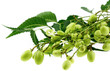 azadirachta indica, lilas des Indes, neem, fond blanc