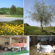 mosaico campagna