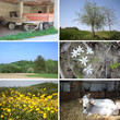 mosaico campagna