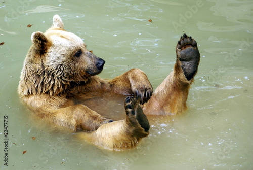 Foto: schwimmender Bär schwimmender Bär