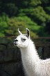 ラマ