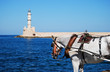 horse at Chania lighthouse horse at Chania lighthouse