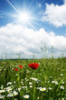 Poppy field