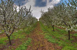 Orchard path