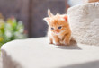 Photo: Cute red kitten Cute red kitten