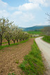 Tree row and road