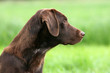 Labrador