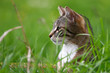 Katze auf Mäusejagd