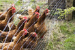 Foto: Hunger-Hühner Hunger-Hühner