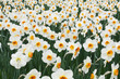 Daffodils