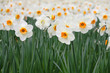 Daffodils