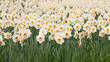 Daffodils