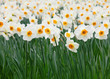 Daffodils