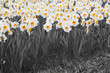 Daffodils