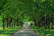 Forest path in spring Forest path in spring