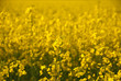Yellow rape field with detailed flowers