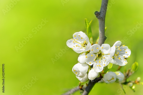 Foto: Flower Tree Flower Tree