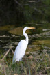 egret near water's edge
