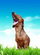 laughing dog
