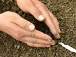 sowing seeds on tape
