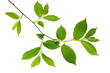 Young Green leaves