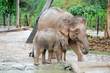 mother elephant with baby elephant walk beside pond mother elephant with baby elephant walk beside pond