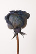 rose bleue