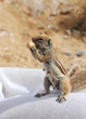 Chipmunk