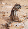 Sitting munk