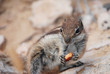 Chippy