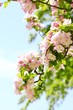 Spring flower Spring flower