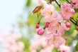 Spring flower Spring flower