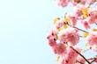 Cherry blossom Cherry blossom