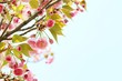 Spring flower