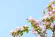 Spring flower Spring flower