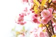 Cherry blossom