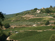 Vineyards and olive fields in Chianti, Tuscany