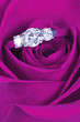 Engagement ring in pink rose