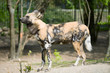 Cape hunting dog Cape hunting dog