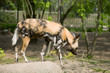 Cape hunting dog Cape hunting dog