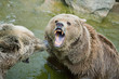 Two brown bears Two brown bears