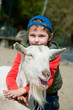 Boy hugging a goat Boy hugging a goat
