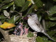 nourrissage des oisillons fauvette
