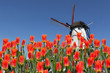 Dutch landscape of tulips and windmill in background Dutch landscape of tulips and windmill in background