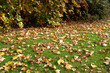 Photo: les feuilles mortes les feuilles mortes
