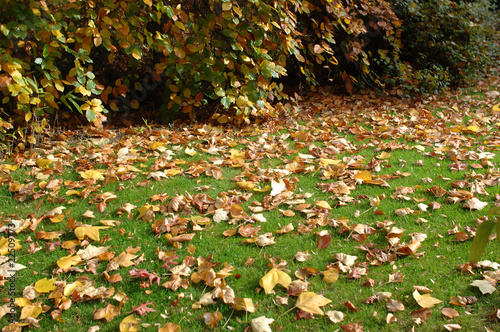 Photo: les feuilles mortes les feuilles mortes