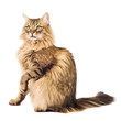 Fluffy cat isolated on white