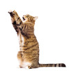 Cat playing, meowing, catching. Isolated on white.